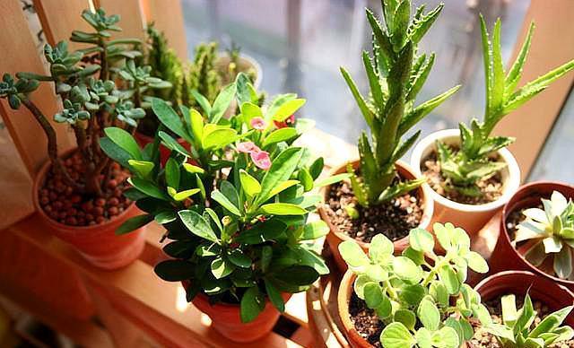 想养好花,“配土”加点“料”,变成万能土,疏松透气,养啥都旺