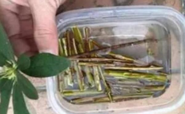 植物|家家都有的5种“生根水”,不花1分钱,没想到泡泡就能长出大白根