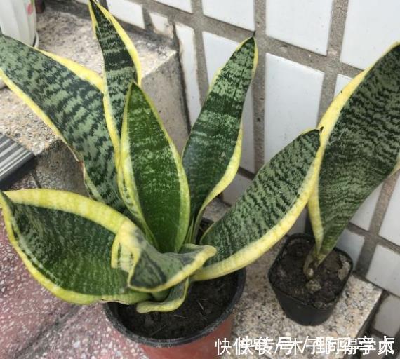 君子兰生长不佳,就喂一些“醋”,根系更壮硕,花朵更艳了