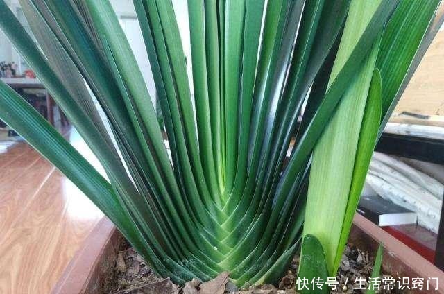 君子兰长花箭前有3个征兆，只要出现一个，就离开花不远了！