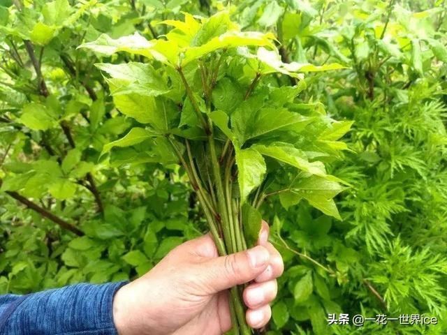 野菜|这树满身刺，嫩叶却成极品野菜，民间俗称“刺拐棒”，一斤30元