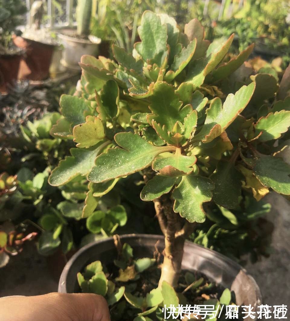 长寿花嫁接在“老桩”上,到了11月满枝“冒花苞”,花量很大