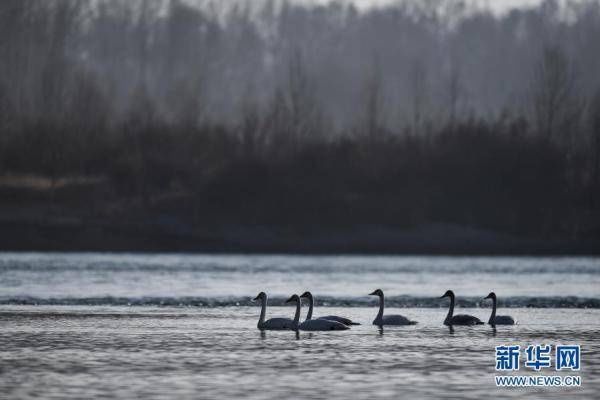 迁徙的大天鹅飞抵青|黄河上的“天鹅湖”[组图]