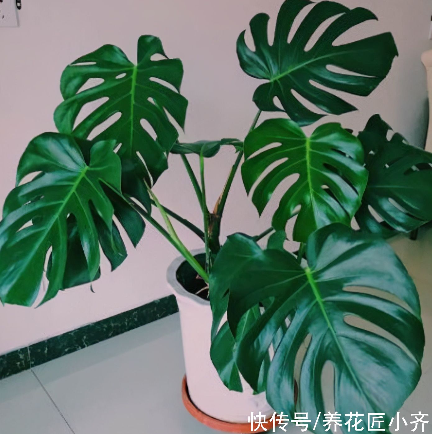 发黄|不要小瞧5月的太阳，这12种花赶紧遮阴养，晒太阳容易叶片枯黄