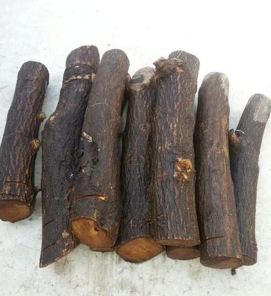 1种果树剪根枝，插土里就活，当年就能挂果，压弯枝！