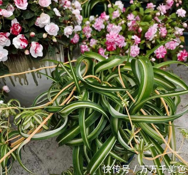 光线|家里光线差,这三种花可以放心入手,养一盆爆一盆