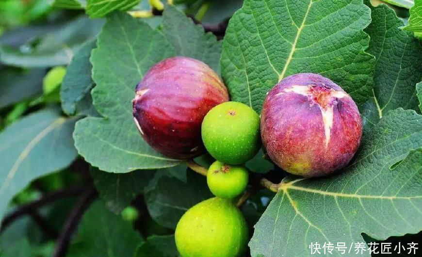 只养花太单调,家中也可以盆栽果树,这3种果树,盆栽结果量大