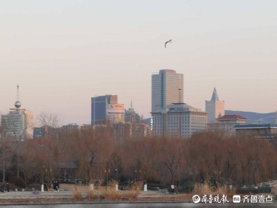 大明湖|好景山东｜海鸥打卡济南大明湖！捕鱼炫技走起