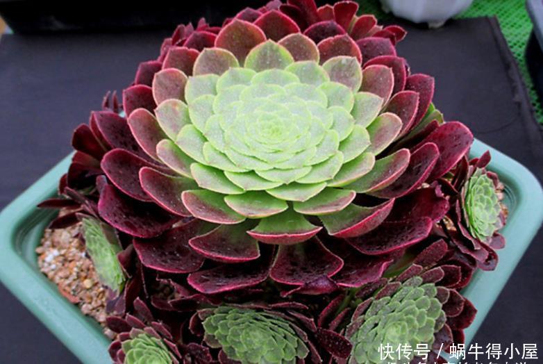 多肉嘉年华法师平常十分低调,但养出状态后它的颜值不输任何多肉