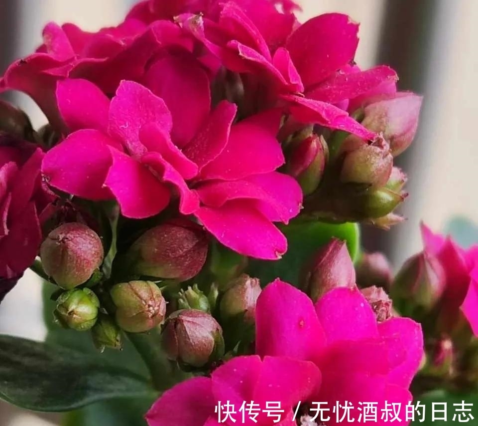 长寿花的3个催花小技巧,学会一个,花朵呼呼冒!