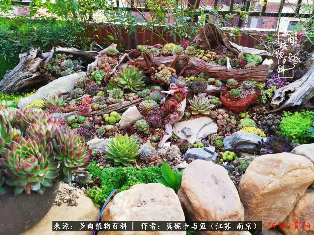 这多肉拼盘这么仙！如何制作达人手把手教你制作长生草拼盘！