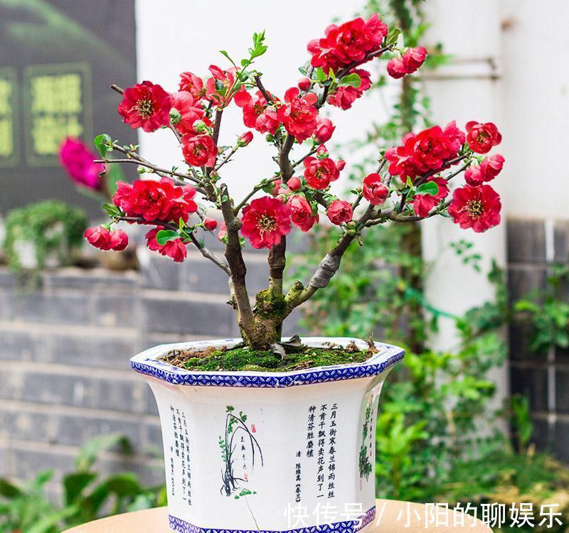 “寿命长”的11种花，好养寓意好，越养越值钱