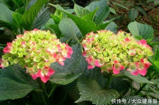 绣球花要开了,3个小技巧,让它多开10倍花、个个大花球!