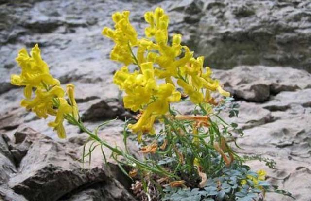 此种“野草”，长在“石缝里”，以往没留意，殊不知，1斤卖1百