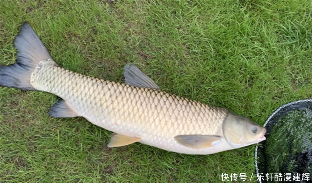  手竿钓草鱼，关键在于用饵，饵料对了口，大草鱼也能连竿