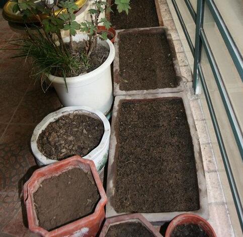 养花的土,这样消毒“处理一下”,没有虫子病菌,花草长得旺!