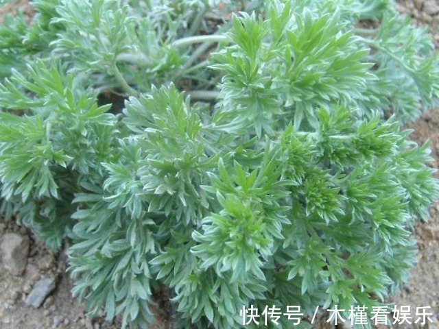 小便短赤|地头常见的这种野草,竟然是养肝第一菜,每天来一盘,肝脏没毛病