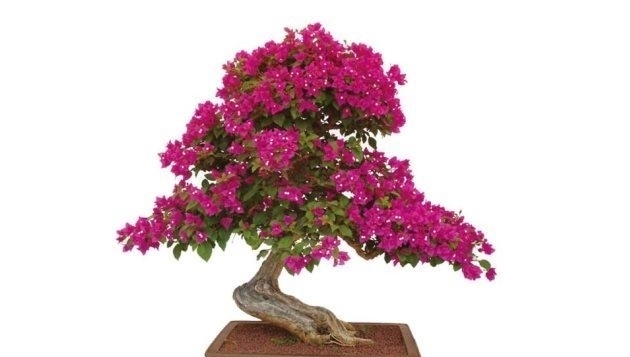 三角梅这样来一剪, 枝叶繁茂, 花开满枝!