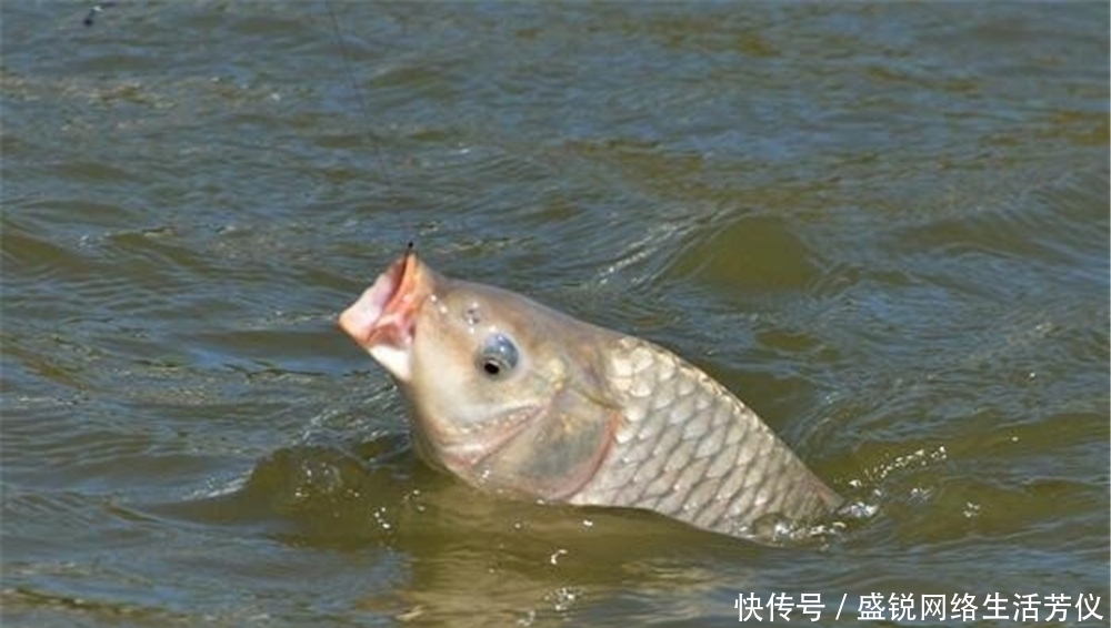 浮漂|夏季钓鱼，选择活水钓点，试试这种钓法，不用浮漂也能钓鱼！