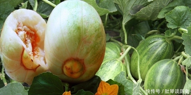 世界|世界最昂贵的顶级食物,吃过一口都算土豪,网友:听都没听过