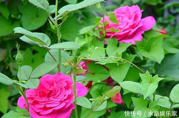 扦插|扦插月季只需做“2点”,生根快,易成活,长出新芽,直接开爆盆