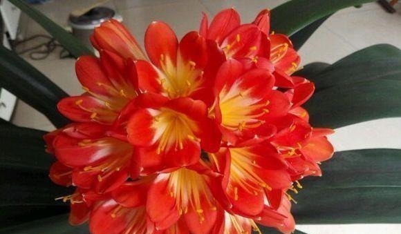 君子兰不开花，原来是“这”惹的祸！赶紧纠正，很快就有花可赏！