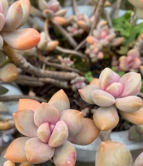 都说多肉不好养，其实很简单，多点耐心，少浇水，很容易活