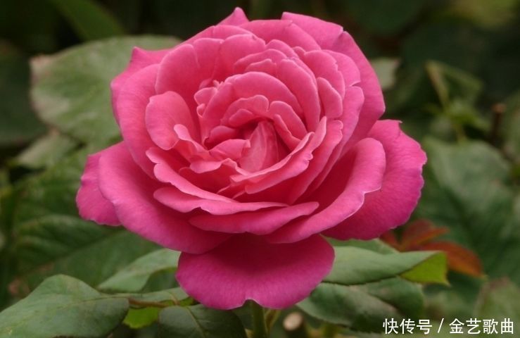 喜欢养花,不如试试这些花,花香四溢,开出的花又大又艳