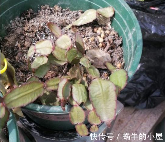 叶子|蟹爪兰发蔫不开花，做好5步，再也没人说像“林黛玉”