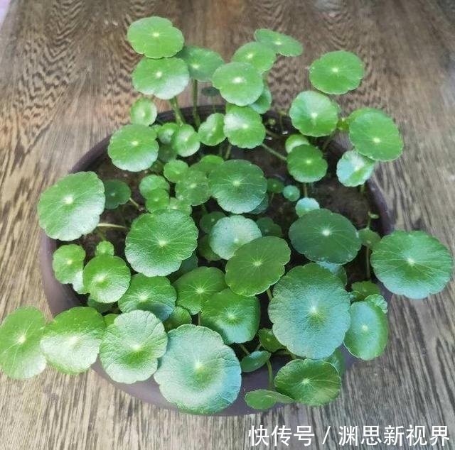 叶片|养铜钱草要“抓重点”，记住“2多1勤快”，叶子比硬币大2倍