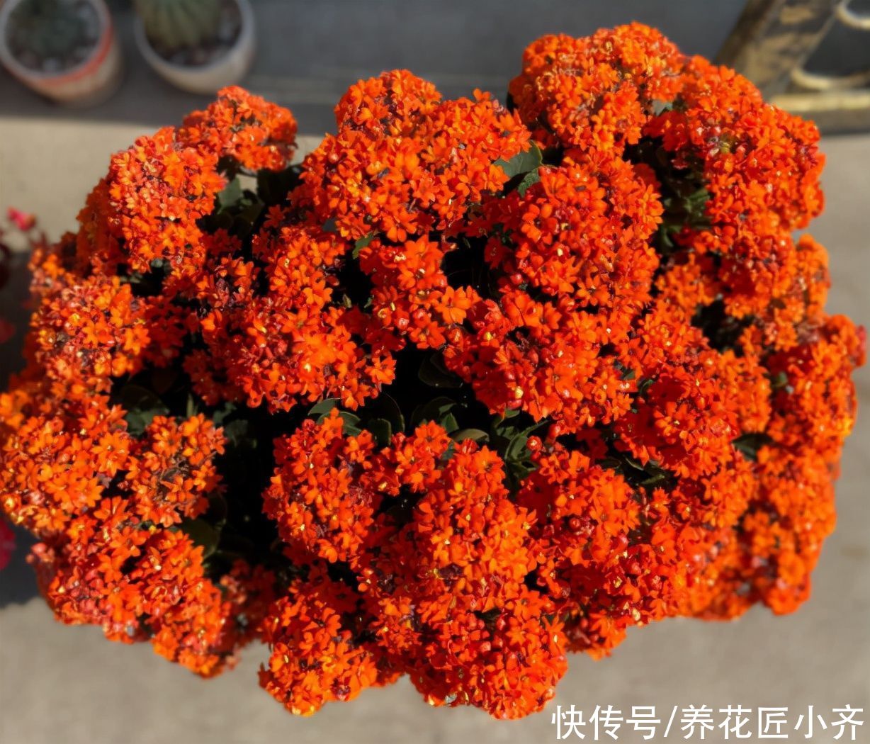 施肥|养长寿花有“5大忌”，新手养不好，关键就在这里