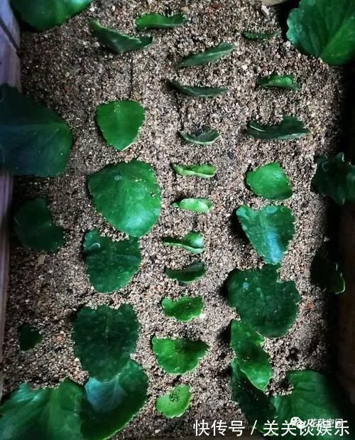 邻居家有这四种花,要个枝插土里就活,聪明人都这么干