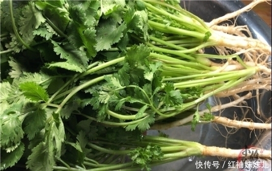 原来保存放半年的香菜这么简单，教你饭店的诀窍，一年只用买一次