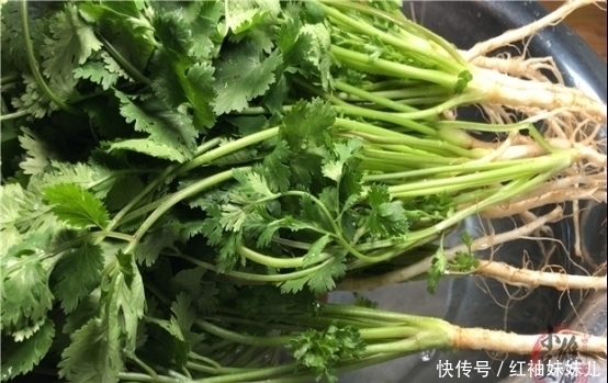 原来保存放半年的香菜这么简单,教你饭店的诀窍,一年只用买一次