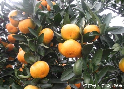 经常吃橙子的人健康状况并不差，但许多人始终不知道橘子三大禁忌
