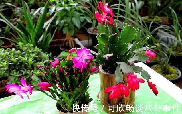 浇花草|还在傻乎乎的用这两种肥水浇花?“喂猪”都不配,浇一盆烂一盆