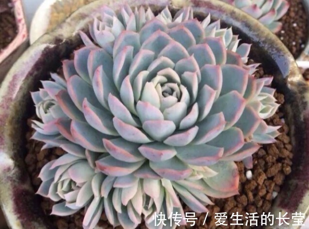 女王|多肉紫罗兰女王如何养教你3个妙招,养出梦幻般的紫罗兰女王