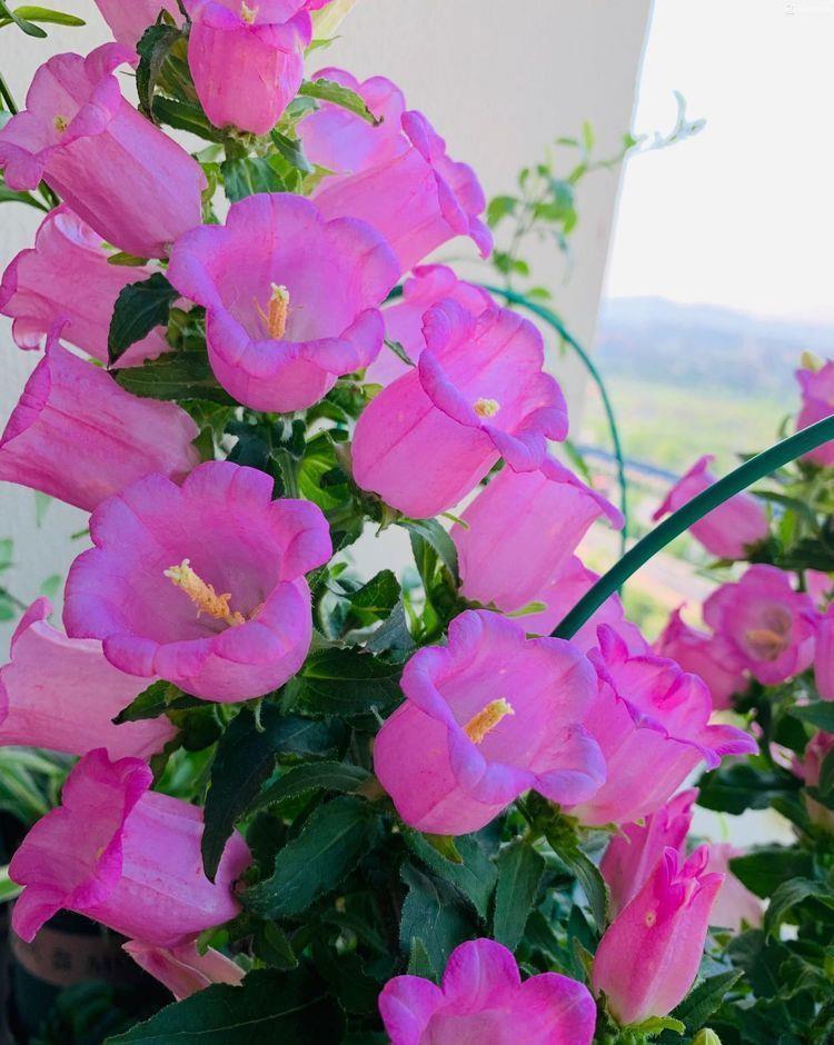 几种花养家里,寓意超好的,福旺运旺财更旺,开花吉祥