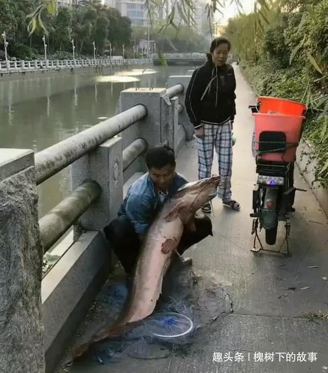 古城护城河潜伏一二十年,长成几十斤鱼王,被小伙射中捞起