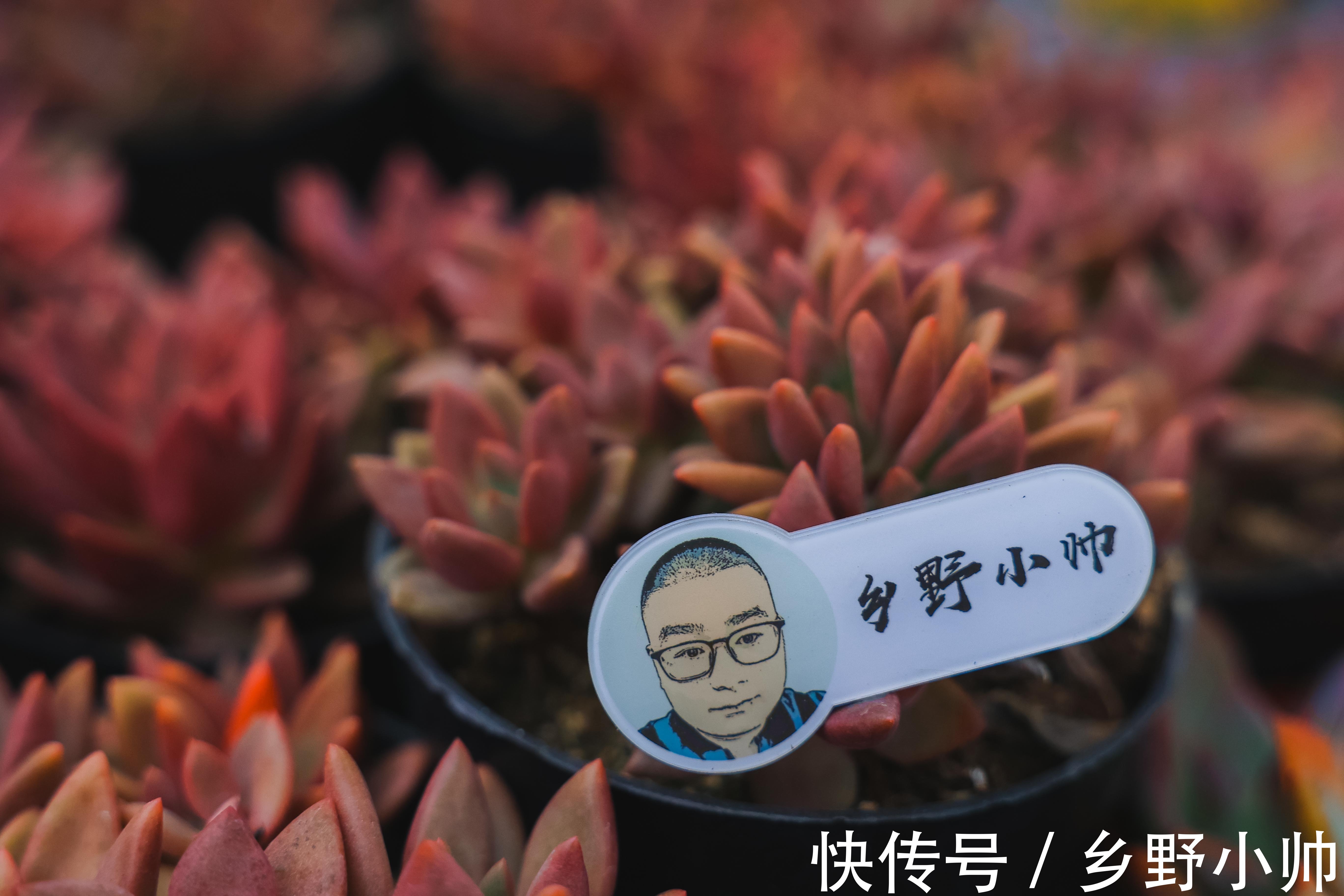 新手|让新手头疼的2种多肉常见问题终于解决了,快来听听小帅怎么说