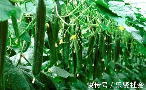 黄瓜|入秋后吃3瓜特养人，有1瓜伤人，知道的人不多