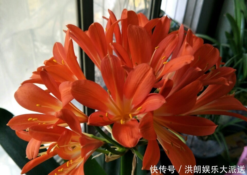 磷酸二氢钾|君子兰窜剑后该如何浇水容易忽视这个小细节,很多人中招