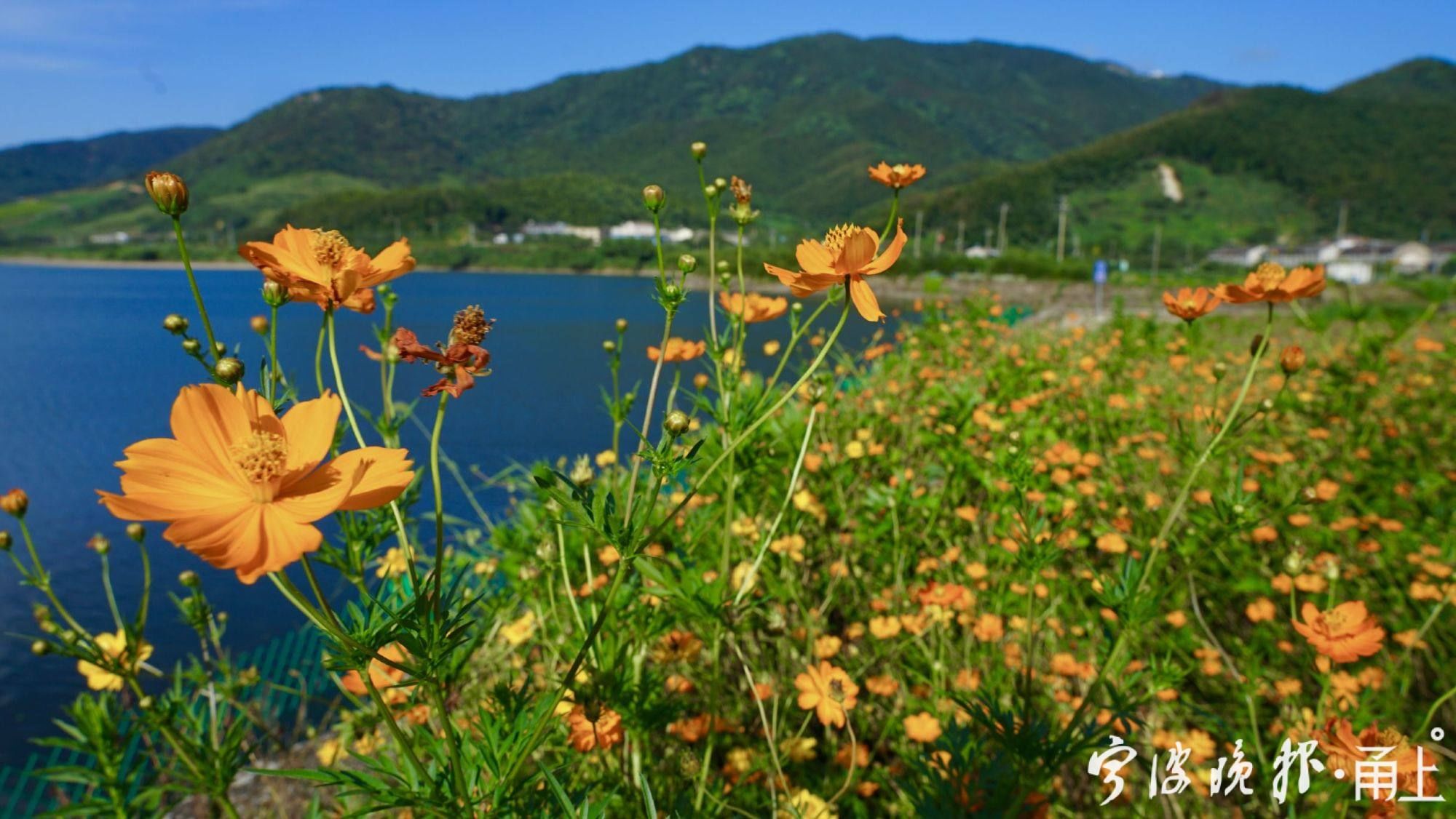 宁波|粗犷荒地“变身”精致花海！到宁波这里赏花“送”稀缺湖景