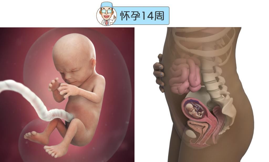 婴儿|最全的怀孕周期图鉴,感受从受精卵到婴儿的神奇变化!