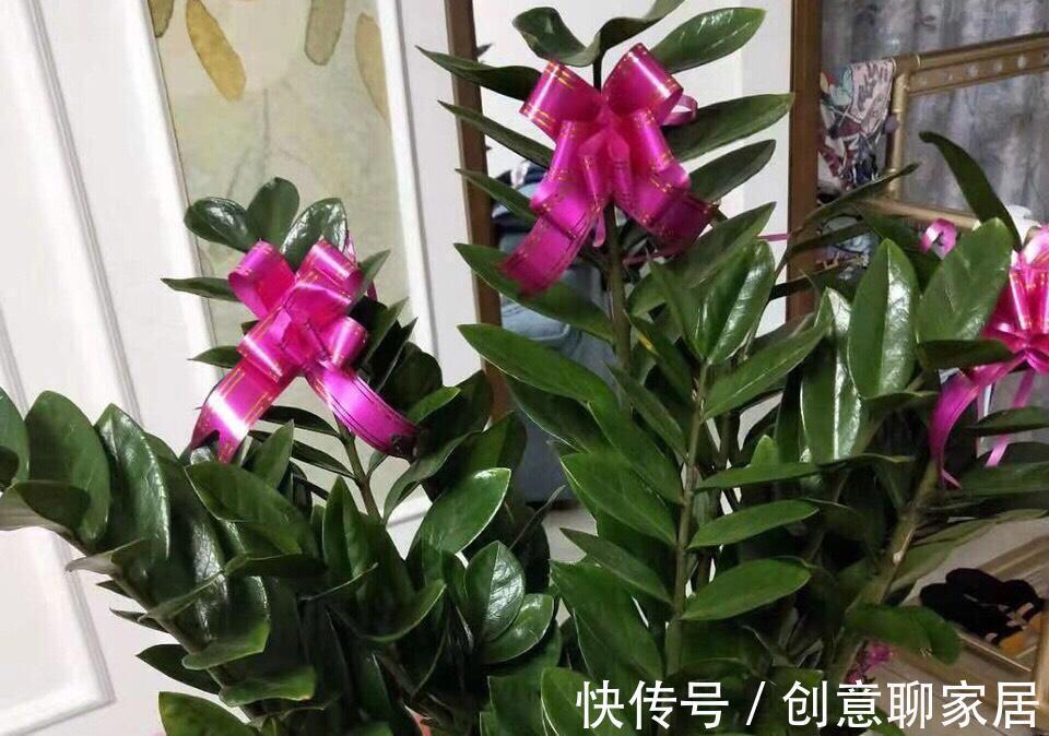 富贵竹|这七种植物天生就是富贵命,家里养一盆,招财纳福