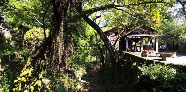 嘉陵江|重庆江边有一座古镇，这里山峦拱翠，古树参天，免费打卡游玩