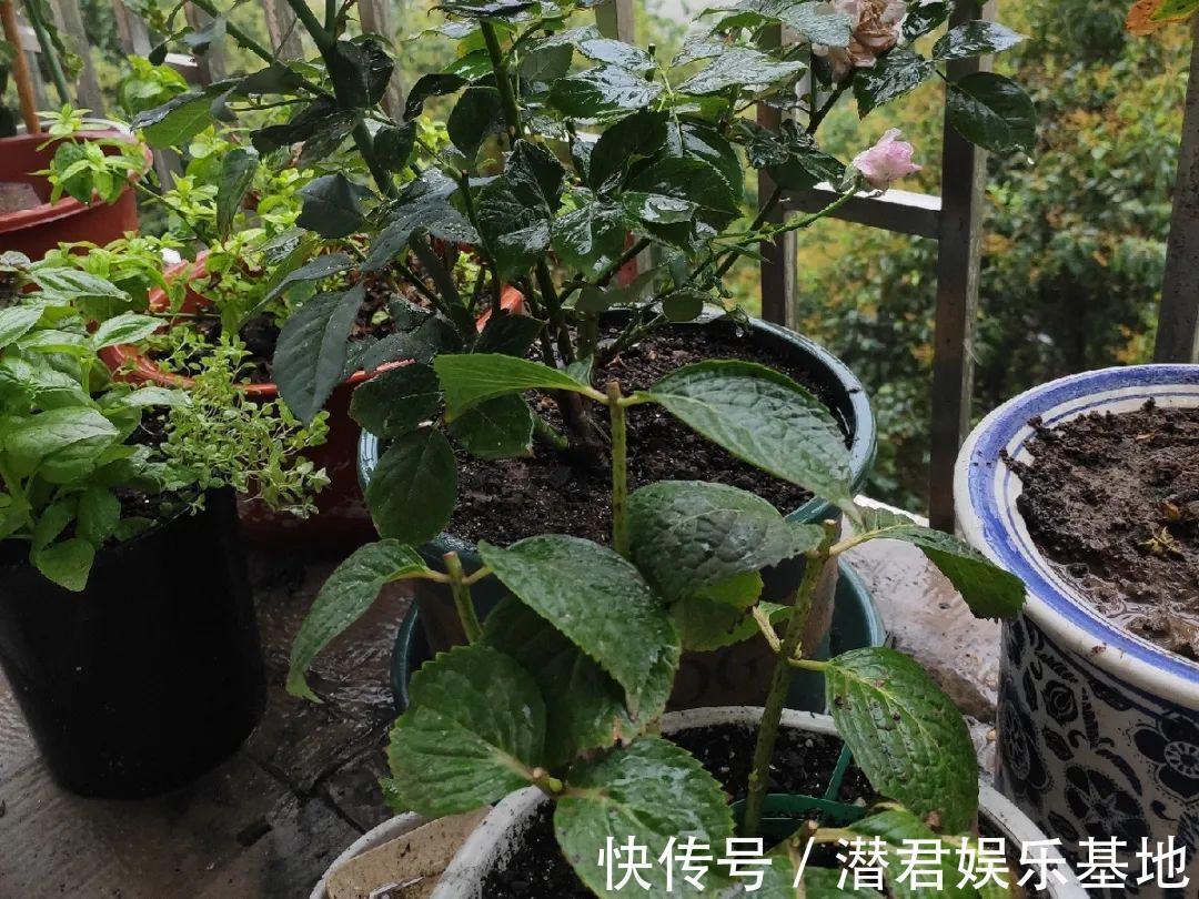 可以浇花的药,过期也要留着,保花不生虫、不生病!