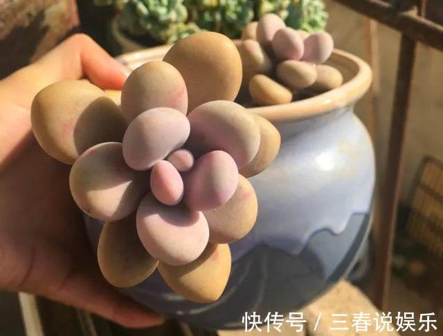 阴凉处|9月开始,养桃蛋“牢记”2个字,半年养的“胖嘟嘟”,萌化了