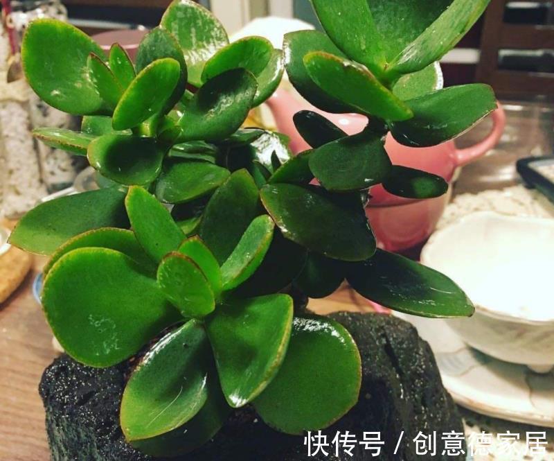 叶片|玉树枝叶疯长，杂乱没精神该怎么办？从这4方面入手改造就够了