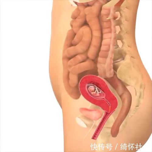 发育|孕期40周胎儿生长发育组图,胎儿是这样一天天长大的